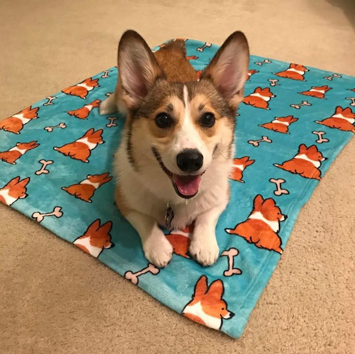 Blue Corgi Butts & Bones Fleece Blanket | 3 Sizes