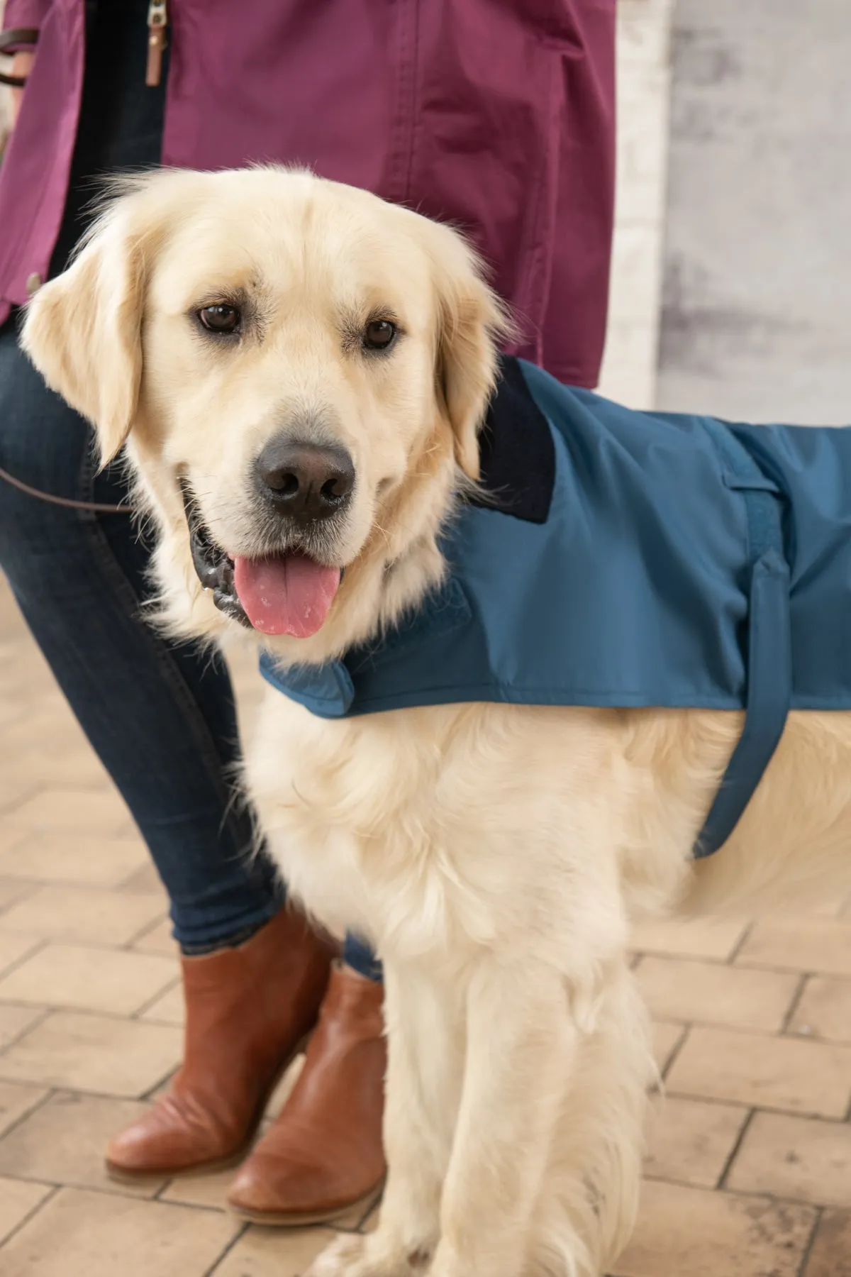 Heritage Dog Coat - Deep Sea